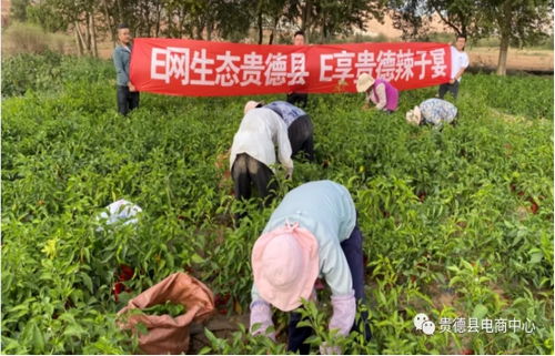 青海省贵德县探索互联网 农牧产业发展新模式